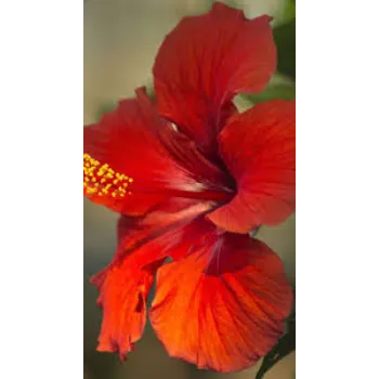 Graceful Hibiscus Flowers 7-hibiscus flower-6668318-87461.webp